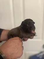 Bella, a female Miniature Schnauzer for sale in Brighton, MO – Photo 4 of 10