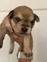 Maggie, a female Miniature Schnauzer for sale in Brighton, MO – 1 of 10