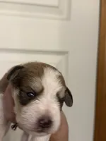 Oliver, a male Miniature Schnauzer for sale in Brighton, MO – 7 of 9