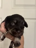Matilda, a female Miniature Schnauzer for sale in Brighton, MO – 6 of 10
