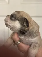 Sam, a male Miniature Schnauzer for sale in Brighton, MO – 8 of 9