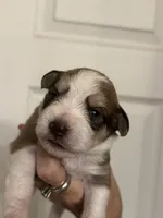 Oliver, a male Miniature Schnauzer for sale in Brighton, MO – 2 of 9