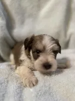 AKC Oliver, a male Miniature Schnauzer for sale in Brighton, MO – 7 of 10