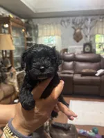AKC solid black Allie, a female Miniature Schnauzer for sale in Brighton, MO – 5 of 6