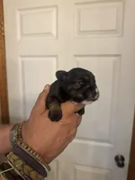 AKC Ozzie, a male Miniature Schnauzer for sale in Brighton, MO – Photo 10 of 10
