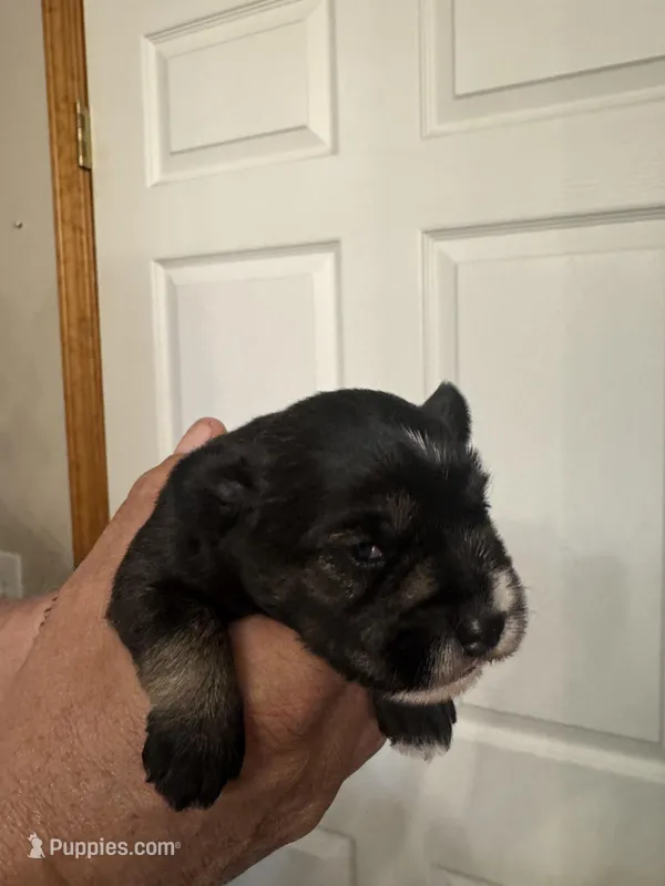 AKC Ozzie – Miniature Schnauzer puppy for sale in Brighton, MO