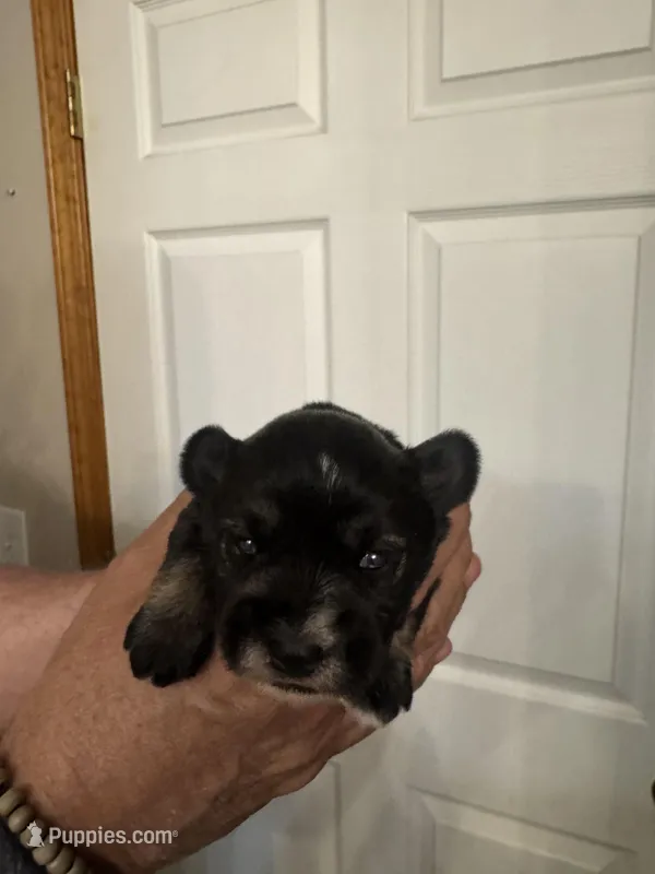 AKC Ozzie – Miniature Schnauzer puppy for sale in Brighton, MO
