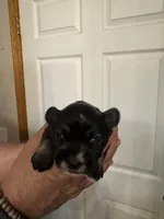 AKC Ozzie, a male Miniature Schnauzer for sale in Brighton, MO – Photo 1 of 10
