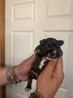 AKC Ozzie, a male Miniature Schnauzer for sale in Brighton, MO – Photo 9 of 10