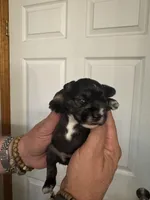 AKC Ozzie, a male Miniature Schnauzer for sale in Brighton, MO – Photo 2 of 10