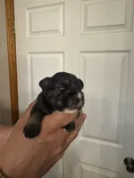 AKC Ozzie, a male Miniature Schnauzer for sale in Brighton, MO – Photo 6 of 10