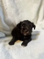 AKC Steffie, a female Miniature Schnauzer for sale in Brighton, MO – 10 of 10