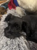 AKC solid black Maddie, a female Miniature Schnauzer for sale in Brighton, MO – 5 of 10