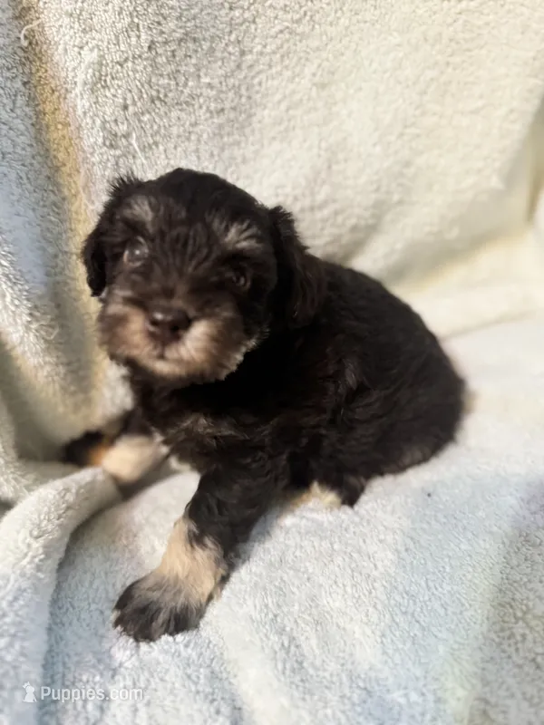 AKC Matilda – Miniature Schnauzer puppy for sale in Brighton, MO