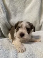 AKC Oliver, a male Miniature Schnauzer for sale in Brighton, MO – 6 of 10