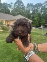 AKC Chocolate Colby, a male Miniature Schnauzer for sale in Brighton, MO – 4 of 10