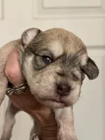 Sam, a male Miniature Schnauzer for sale in Brighton, MO – 5 of 9