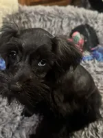 AKC Tillie, a female Miniature Schnauzer for sale in Brighton, MO – 4 of 10