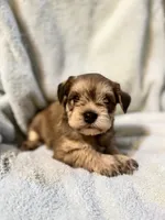 AKC Sam, a male Miniature Schnauzer for sale in Brighton, MO – 4 of 10