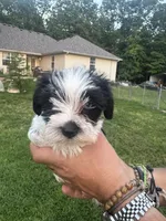 AKC Hailey, a female Miniature Schnauzer for sale in Brighton, MO – 7 of 10