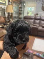 AKC solid black Allie, a female Miniature Schnauzer for sale in Brighton, MO – 3 of 6