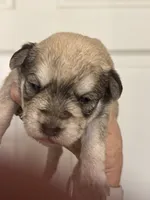 Sam, a male Miniature Schnauzer for sale in Brighton, MO – 7 of 9