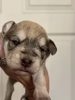 Sam, a male Miniature Schnauzer for sale in Brighton, MO – 4 of 9