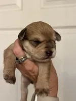 Maggie, a female Miniature Schnauzer for sale in Brighton, MO – 9 of 10
