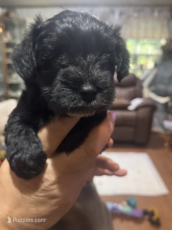 AKC Allie – Miniature Schnauzer puppy for sale in Brighton, MO