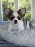 Bandit, a male Chihuahua for sale in Rogersville, TN – 2 of 10