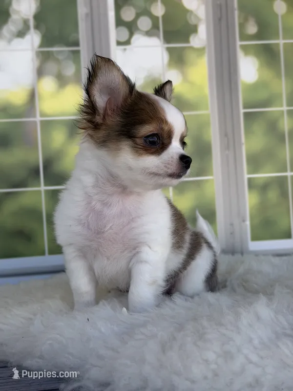 Bandit – Chihuahua puppy for sale in Rogersville, TN