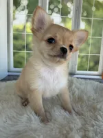 Dolly, a female Chihuahua for sale in Rogersville, TN – 2 of 10