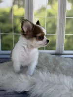 Bandit, a male Chihuahua for sale in Rogersville, TN – 7 of 10