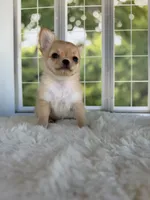 Dolly, a female Chihuahua for sale in Rogersville, TN – 5 of 10