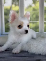 Casper, a male Chihuahua for sale in Rogersville, TN – 3 of 9