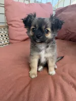 Boy, a male Chihuahua for sale in Fayetteville, NC – 1 of 6