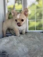 Blue, a male Chihuahua for sale in Rogersville, TN – 7 of 7