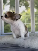 Bandit, a male Chihuahua for sale in Rogersville, TN – 8 of 10