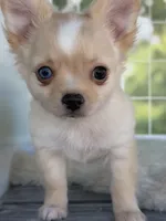 Blue, a male Chihuahua for sale in Rogersville, TN – 6 of 7