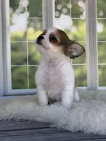 Bandit, a male Chihuahua for sale in Rogersville, TN – 3 of 10