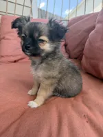 Boy, a male Chihuahua for sale in Fayetteville, NC – 3 of 6