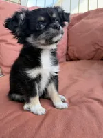 Girl, a female Chihuahua for sale in Fayetteville, NC – 5 of 9