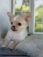 Blue, a male Chihuahua for sale in Rogersville, TN – 3 of 7