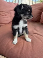 Girl, a female Chihuahua for sale in Fayetteville, NC – 3 of 9