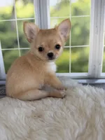 Dolly, a female Chihuahua for sale in Rogersville, TN – 4 of 10