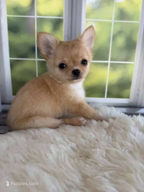 Dolly – Chihuahua puppy for sale in Rogersville, TN