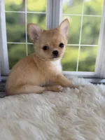 Dolly, a female Chihuahua for sale in Rogersville, TN – 1 of 10