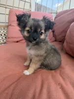 Boy, a male Chihuahua for sale in Fayetteville, NC – 4 of 6