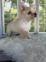 Blue, a male Chihuahua for sale in Rogersville, TN – 5 of 7