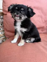 Girl, a female Chihuahua for sale in Fayetteville, NC – 4 of 9